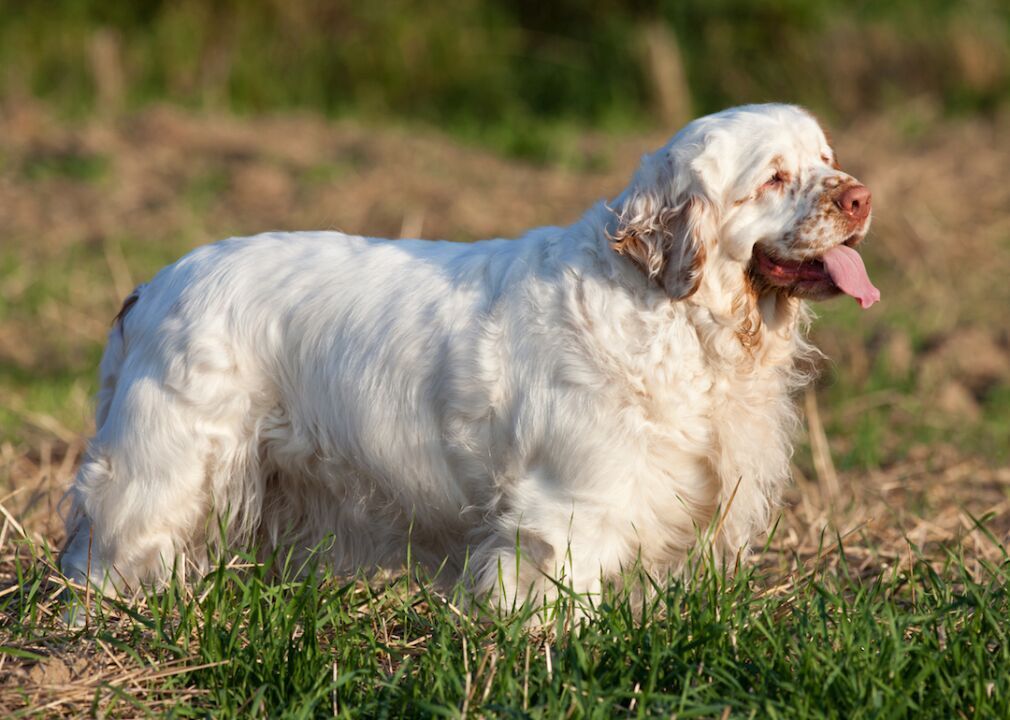 #56. Clumber spaniel (tie)